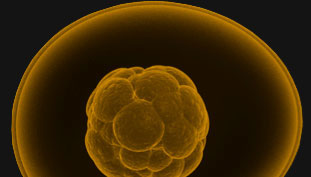 Image of an Embryo