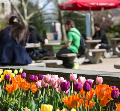 A photo of tulip flowers on campus