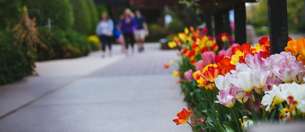A sidewalk bordered by colorful tulips in bloom, with a group of people walking in the background, slightly out of focus. Lush greenery lines the walkway, creating a vibrant, springtime scene.